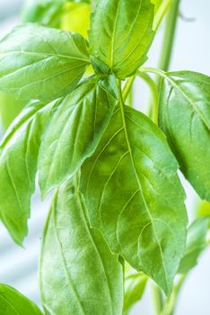 Green Fresh Basil Herb Leaves Closeup, Basil Plant Growing in a Flower Pot in the Garden, Gardening, Agriculture and Culinary Concept, Herb Garden, Food Background, Basil Herb to Be Used for Cooking
