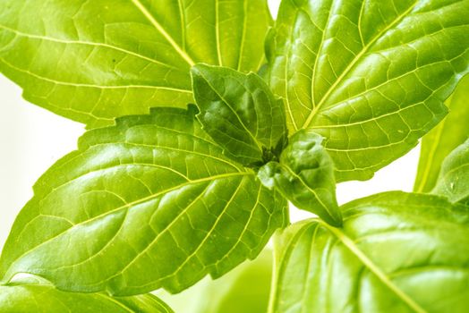 Green Fresh Basil Herb Leaves Closeup, Basil Plant Growing in a Flower Pot in the Garden, Gardening, Agriculture and Culinary Concept, Herb Garden, Food Background, Basil Herb to Be Used for Cooking