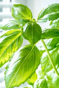 Green Fresh Basil Herb Leaves Closeup, Basil Plant Growing in a Flower Pot in the Garden, Gardening, Agriculture and Culinary Concept, Herb Garden, Food Background, Basil Herb to Be Used for Cooking