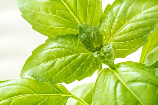 Green Fresh Basil Herb Leaves Closeup, Basil Plant Growing in a Flower Pot in the Garden, Gardening, Agriculture and Culinary Concept, Herb Garden, Food Background, Basil Herb to Be Used for Cooking