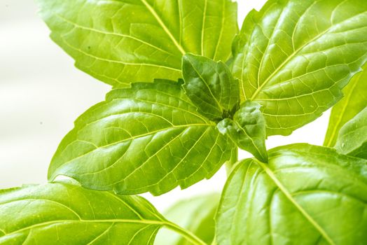 Green Fresh Basil Herb Leaves Closeup, Basil Plant Growing in a Flower Pot in the Garden, Gardening, Agriculture and Culinary Concept, Herb Garden, Food Background, Basil Herb to Be Used for Cooking