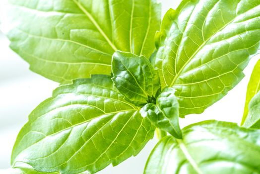 Green Fresh Basil Herb Leaves Closeup, Basil Plant Growing in a Flower Pot in the Garden, Gardening, Agriculture and Culinary Concept, Herb Garden, Food Background, Basil Herb to Be Used for Cooking