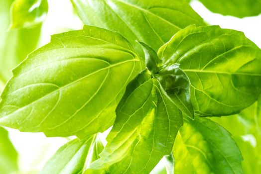 Green Fresh Basil Herb Leaves Closeup, Basil Plant Growing in a Flower Pot in the Garden, Gardening, Agriculture and Culinary Concept, Herb Garden, Food Background, Basil Herb to Be Used for Cooking