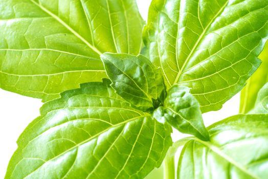Green Fresh Basil Herb Leaves Closeup, Basil Plant Growing in a Flower Pot in the Garden, Gardening, Agriculture and Culinary Concept, Herb Garden, Food Background, Basil Herb to Be Used for Cooking