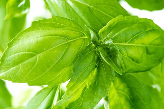 Green Fresh Basil Herb Leaves Closeup, Basil Plant Growing in a Flower Pot in the Garden, Gardening, Agriculture and Culinary Concept, Herb Garden, Food Background, Basil Herb to Be Used for Cooking