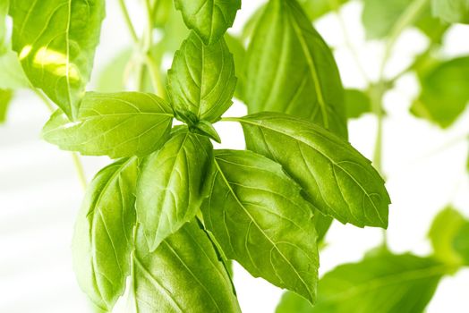 Green Fresh Basil Herb Leaves Closeup, Basil Plant Growing in a Flower Pot in the Garden, Gardening, Agriculture and Culinary Concept, Herb Garden, Food Background, Basil Herb to Be Used for Cooking