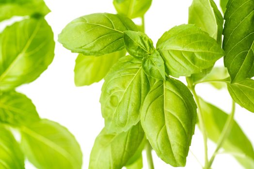 Green Fresh Basil Herb Leaves Closeup, Basil Plant Growing in a Flower Pot in the Garden, Gardening, Agriculture and Culinary Concept, Herb Garden, Food Background, Basil Herb to Be Used for Cooking