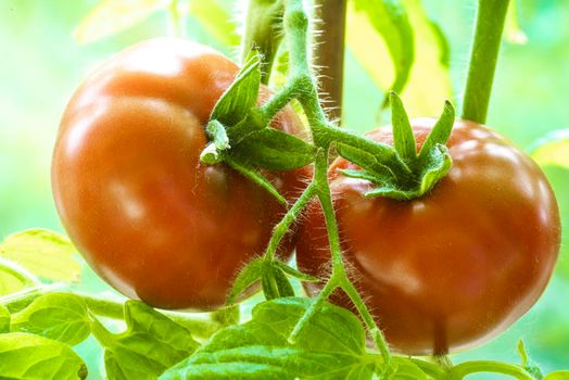 Two Tomatoes Growing on Plant, Home Gardening, Homegrown Ripe Red Tomatoes are on the Green Foliage Background, Hanging on the Vine of a Tomato Tree in the Garden Closeup, Cultivated in the Greenhouse