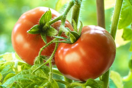 Two Tomatoes Growing on Plant, Home Gardening, Homegrown Ripe Red Tomatoes are on the Green Foliage Background, Hanging on the Vine of a Tomato Tree in the Garden Closeup, Cultivated in the Greenhouse