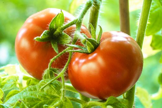 Two Tomatoes Growing on Plant, Home Gardening, Homegrown Ripe Red Tomatoes are on the Green Foliage Background, Hanging on the Vine of a Tomato Tree in the Garden Closeup, Cultivated in the Greenhouse