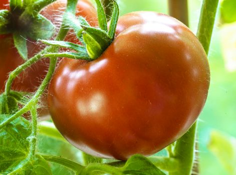 Two Tomatoes Growing on Plant, Home Gardening, Homegrown Ripe Red Tomatoes are on the Green Foliage Background, Hanging on the Vine of a Tomato Tree in the Garden Closeup, Cultivated in the Greenhouse