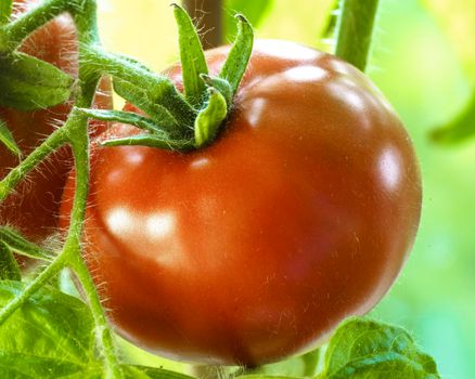 Two Tomatoes Growing on Plant, Home Gardening, Homegrown Ripe Red Tomatoes are on the Green Foliage Background, Hanging on the Vine of a Tomato Tree in the Garden Closeup, Cultivated in the Greenhouse