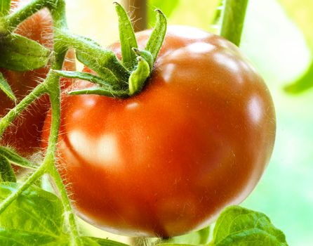 Two Tomatoes Growing on Plant, Home Gardening, Homegrown Ripe Red Tomatoes are on the Green Foliage Background, Hanging on the Vine of a Tomato Tree in the Garden Closeup, Cultivated in the Greenhouse