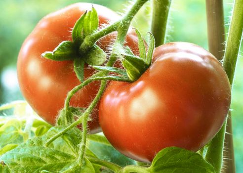 Two Tomatoes Growing on Plant, Home Gardening, Homegrown Ripe Red Tomatoes are on the Green Foliage Background, Hanging on the Vine of a Tomato Tree in the Garden Closeup, Cultivated in the Greenhouse