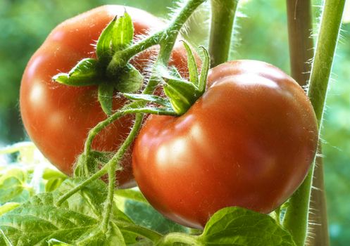 Two Tomatoes Growing on Plant, Home Gardening, Homegrown Ripe Red Tomatoes are on the Green Foliage Background, Hanging on the Vine of a Tomato Tree in the Garden Closeup, Cultivated in the Greenhouse