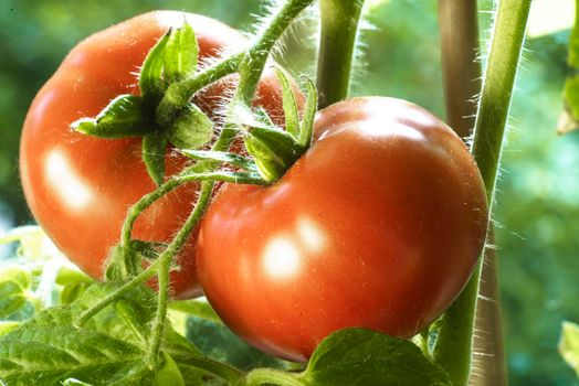 Two Tomatoes Growing on Plant, Home Gardening, Homegrown Ripe Red Tomatoes are on the Green Foliage Background, Hanging on the Vine of a Tomato Tree in the Garden Closeup, Cultivated in the Greenhouse