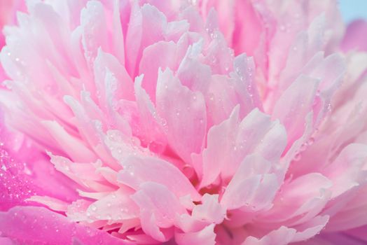 Soft Pink Peony Flower, Extreme Closeup, Abstract Spring Nature Background