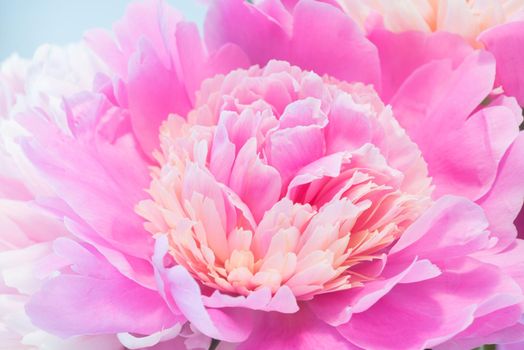 Soft Pink Peony Flower, Extreme Closeup, Abstract Spring Nature Background