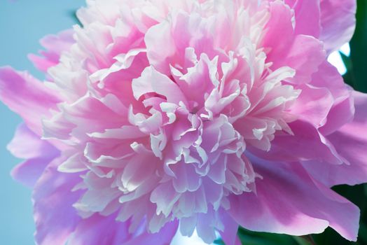 Abstract Macro Photo Of Pink Peony Flower With Shallow Depth Of Field. Natural Background