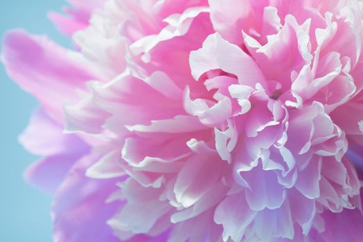 Abstract Macro Photo Of Pink Peony Flower With Shallow Depth Of Field. Natural Background