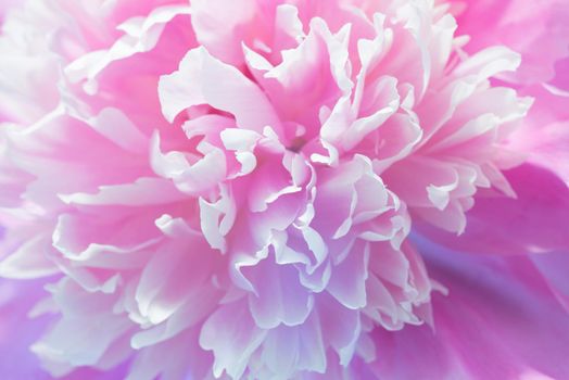 Soft Pink Peony Flower, Extreme Closeup, Abstract Spring Nature Background