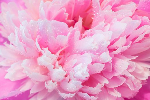 Soft Pink Peony Flower, Extreme Closeup, Abstract Spring Nature Background