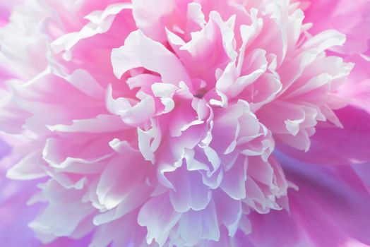 Soft Pink Peony Flower, Extreme Closeup, Abstract Spring Nature Background