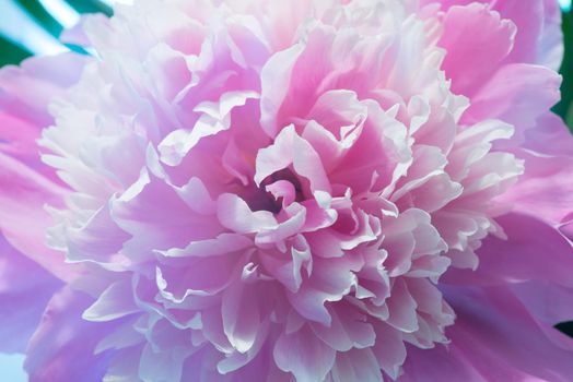 Soft Pink Peony Flower, Extreme Closeup, Abstract Spring Nature Background