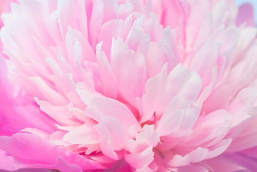 Abstract Macro Photo Of Pink Peony Flower With Shallow Depth Of Field. Natural Background