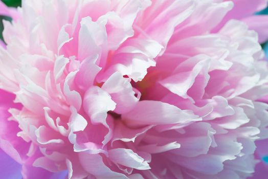 Soft Pink Peony Flower, Extreme Closeup, Abstract Spring Nature Background
