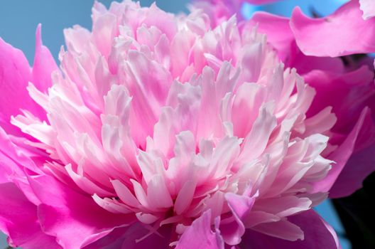 Soft Pink Peony Flower, Extreme Closeup, Abstract Spring Nature Background