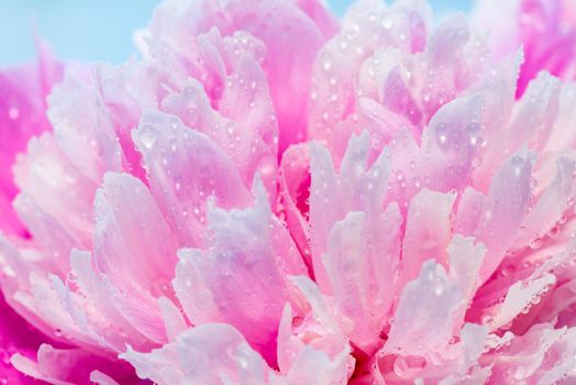 Soft Pink Peony Flower, Extreme Closeup, Abstract Spring Nature Background