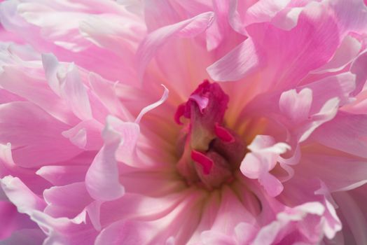 Soft Pink Peony Flower, Extreme Closeup, Abstract Spring Nature Background