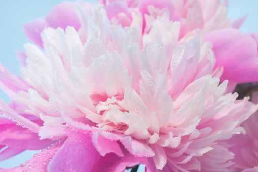 Abstract Macro Photo Of Pink Peony Flower With Shallow Depth Of Field. Natural Background