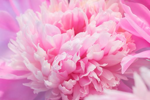 Soft Pink Peony Flower, Extreme Closeup, Abstract Spring Nature Background
