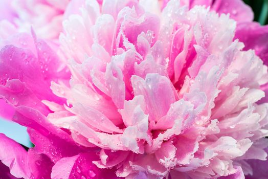 Abstract Macro Photo Of Pink Peony Flower With Shallow Depth Of Field. Natural Background