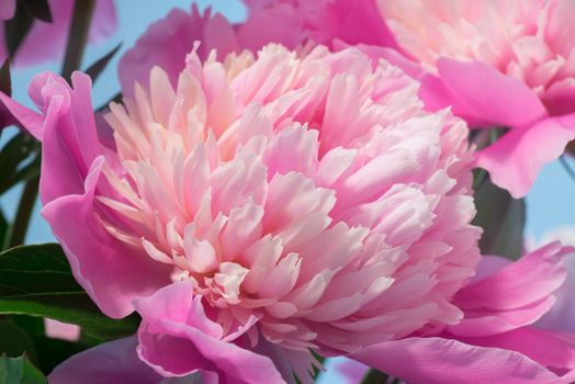 Soft Pink Peony Flower, Extreme Closeup, Abstract Spring Nature Background