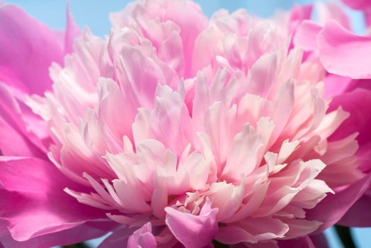 Abstract Macro Photo Of Pink Peony Flower With Shallow Depth Of Field. Natural Background