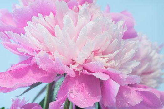 Soft Pink Peony Flower, Extreme Closeup, Abstract Spring Nature Background