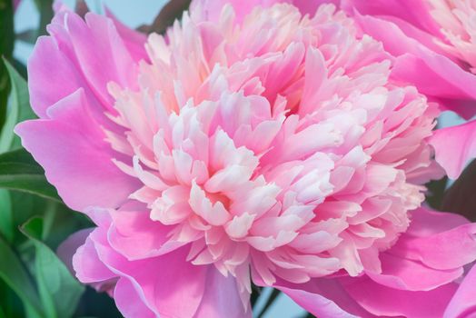 Abstract Macro Photo Of Pink Peony Flower With Shallow Depth Of Field. Natural Background