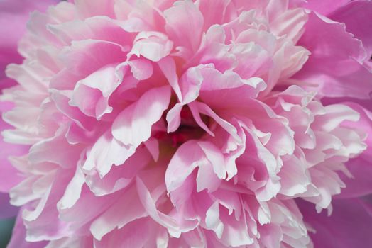 Soft Pink Peony Flower, Extreme Closeup, Abstract Spring Nature Background
