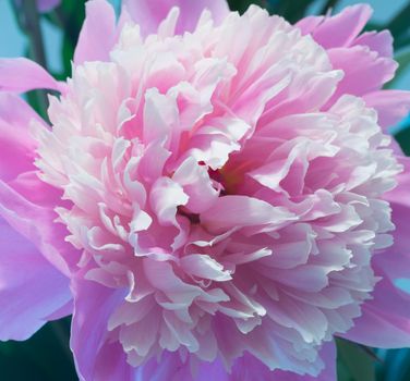 Abstract Macro Photo Of Pink Peony Flower With Shallow Depth Of Field. Natural Background