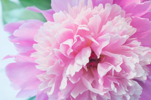 Soft Pink Peony Flower, Extreme Closeup, Abstract Spring Nature Background