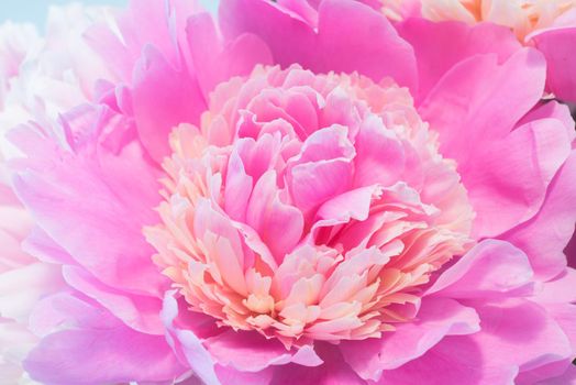 Soft Pink Peony Flower, Extreme Closeup, Abstract Spring Nature Background
