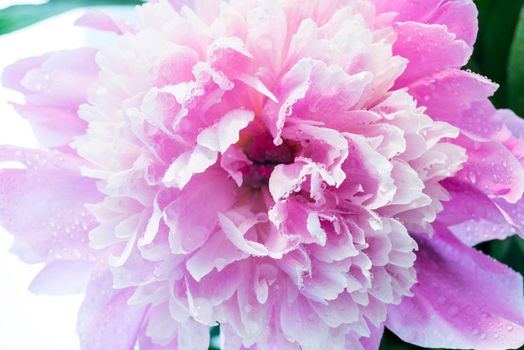 Abstract Macro Photo Of Pink Peony Flower With Shallow Depth Of Field. Natural Background