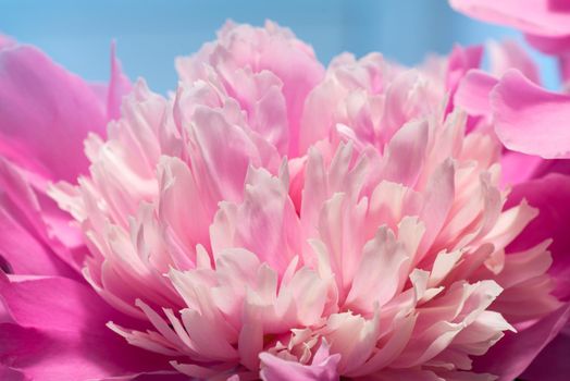 Soft Pink Peony Flower, Extreme Closeup, Abstract Spring Nature Background
