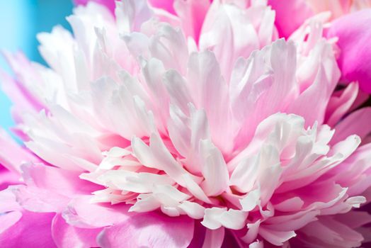 Abstract Macro Photo Of Pink Peony Flower With Shallow Depth Of Field. Natural Background