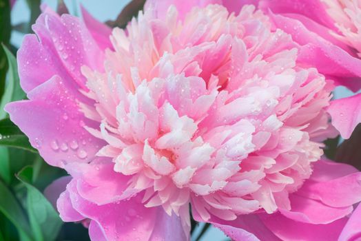Soft Pink Peony Flower, Extreme Closeup, Abstract Spring Nature Background