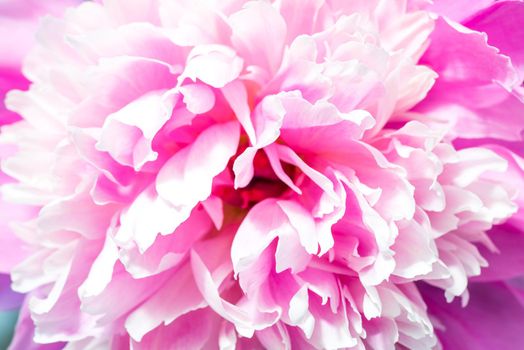 Abstract Macro Photo Of Pink Peony Flower With Shallow Depth Of Field. Natural Background