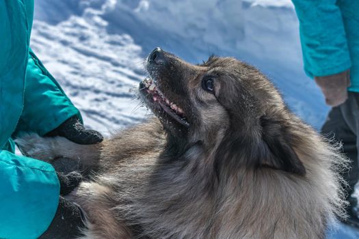 A joyful dog of the Keeshond breed meets its owner and holds out his paws